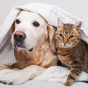 Köpek ve Kedi Bakım ve Gezdiriciliği: Part Time İş Olarak Nasıl Yapılır?